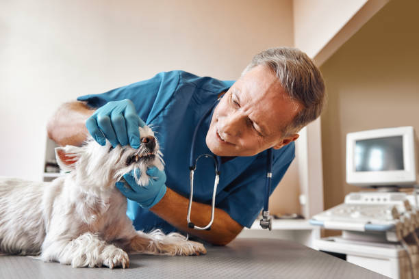 Best Weekend Emergency Dentist in Gunter, TX